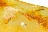 Polished Colombian Copal ( g) - Contains Froghopper! #364295-1